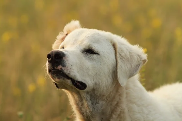 Bianco rumeno cane pastore ritratto — Foto Stock