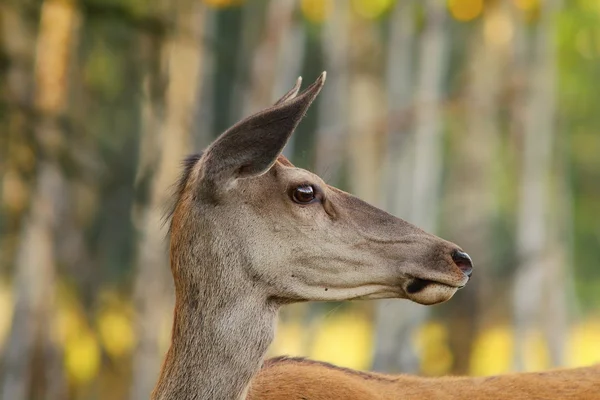 Портрет дикого красного оленя — стоковое фото