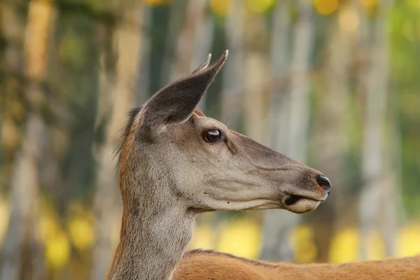 Wilde rode herten doe portret — Stockfoto