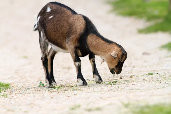 Young goat eating grass on farm alley — Stock Photo, Image