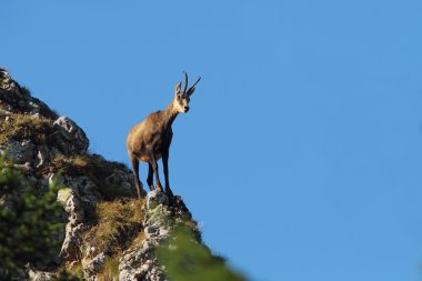 Chamois dağ sırtı üstüne