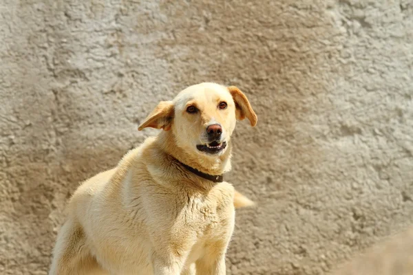 Barking feral dog — Stock Photo, Image