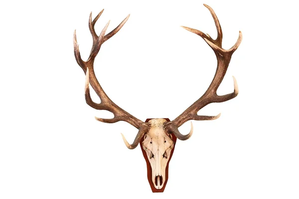 Awesome red deer hunting trophy — Stock Photo, Image