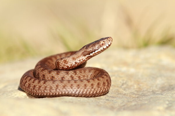 beautiful european common adder