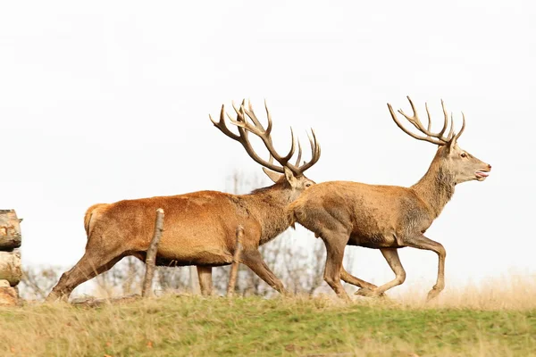 Krásný červený jelen dolarů běží — Stock fotografie