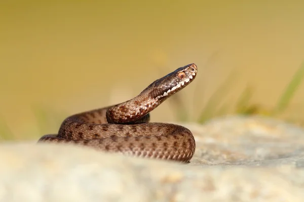 Красивая змея-рептилия — стоковое фото