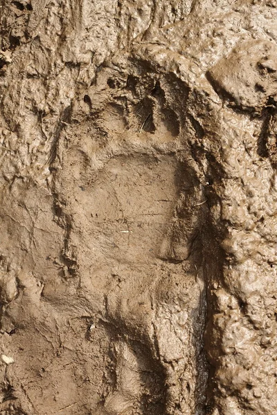 Grande pegada de urso marrom — Fotografia de Stock