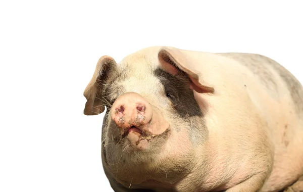 Big isolated sow portrait — Stock Photo, Image