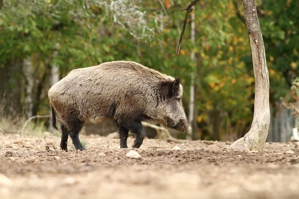 큰 멧돼지는 숲 사이의 빈 터에서 산책 — 스톡 사진