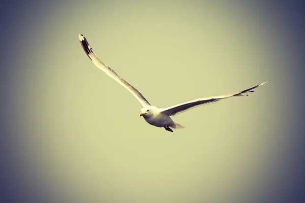 Goéland caspien volant vers la caméra — Photo