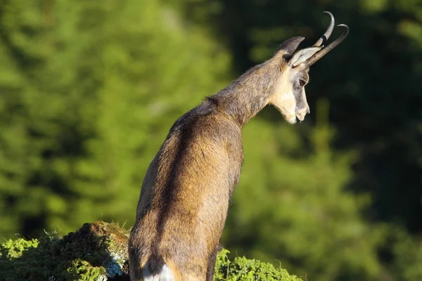 Gamuza mirando por el abismo — Foto de Stock