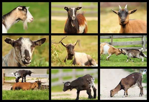 Collection of images with goats — Stock Photo, Image