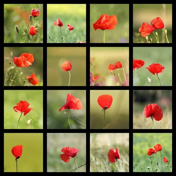 Collection of images with poppies — Stock Photo, Image