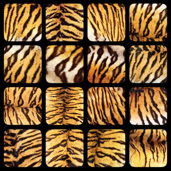 Coleção de texturas de pele de tigre reais — Fotografia de Stock