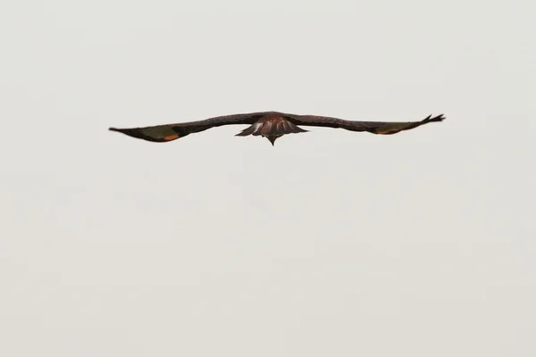 Common buzzard hunting — Stock Photo, Image