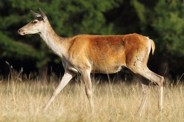 Deer doe walking in a glade — Stock Photo, Image