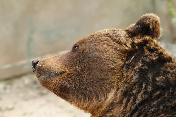 유럽 갈색 곰 근접 촬영 — 스톡 사진