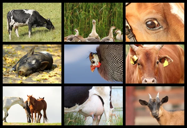 Detalles con animales de granja — Foto de Stock