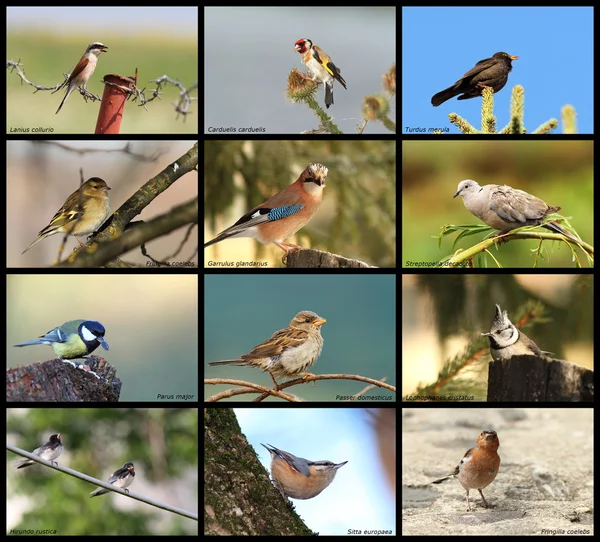 Raccolta di uccelli da giardino Immagine Stock