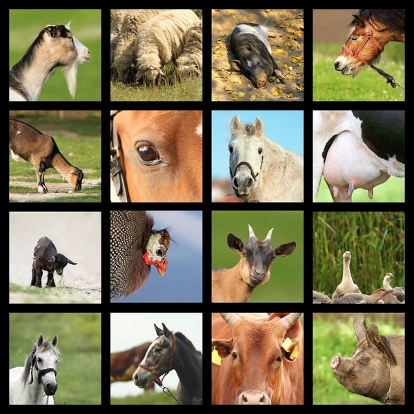 Collection of farm animals images — Stock Image Collection of farm animals images Stock Image