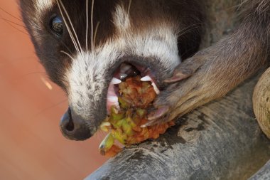 raccoon eating apple clipart