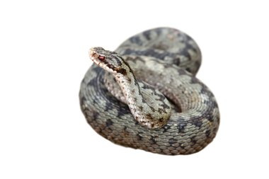 vipera berus üzerinde beyaz vurmaya hazır