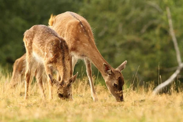 Bir takas otlatma nadas geyikler — Stok fotoğraf