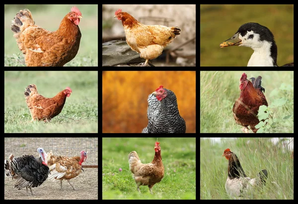 Coleta de aves agrícolas — Fotografia de Stock