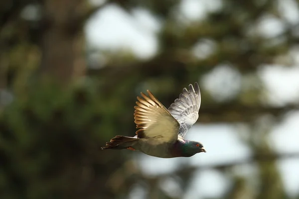 飛行中の野生の鳩 — ストック写真