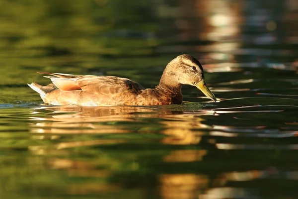 Vrouwelijke mallard duck op vijver — Stockfoto