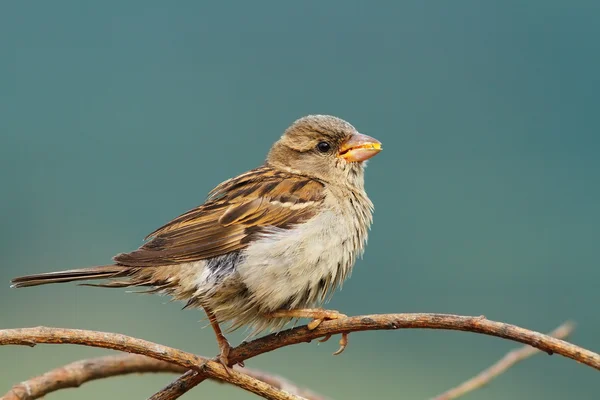 Female house sparrow eating seeds — Stock Photo, Image