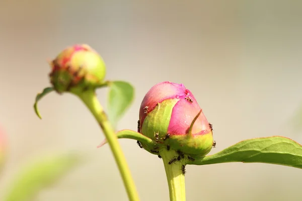 Garden peony attacked by ants — Stock Photo, Image