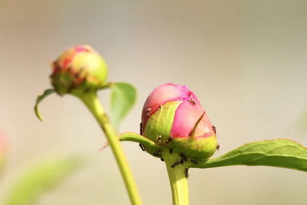 Garten-Pfingstrose von Ameisen angegriffen — Stockfoto