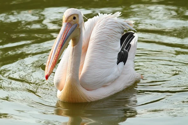 Grande pelicano na água — Fotografia de Stock