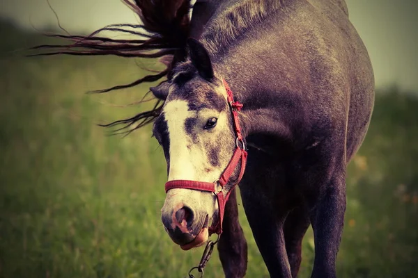 Cavalo vindo em direção à câmera — Fotografia de Stock