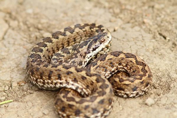 Hungarian meadow adder ready to strike — Stock Photo, Image