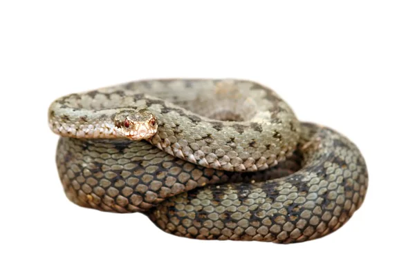 Geïsoleerde vrouwelijke gemeenschappelijk Europees adder — Stockfoto