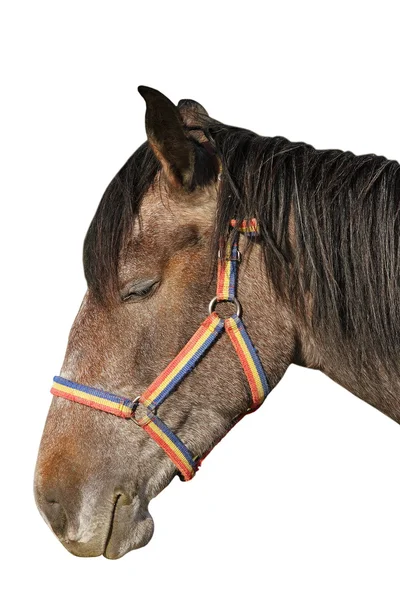 Isolated horse portrait — Stock Photo, Image