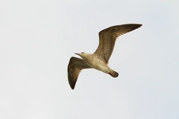 Gaviota juvenil en vuelo — Foto de Stock