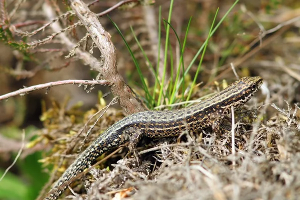 Lizard camouflaged in its habitat — Stock Photo, Image