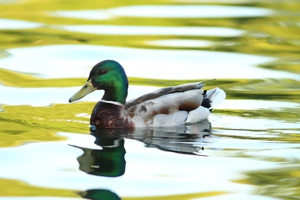 Mannelijke mallard duck op vijver — Stockfoto