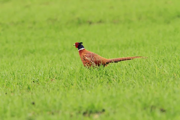 Male pheasant on green lawn — Stock Photo, Image