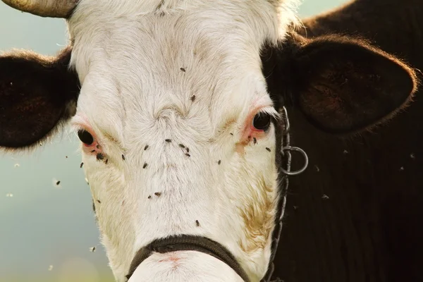 Portret krowa holstein — Zdjęcie stockowe