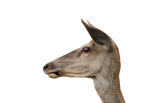 Дистанционный портрет красного оленя — стоковое фото