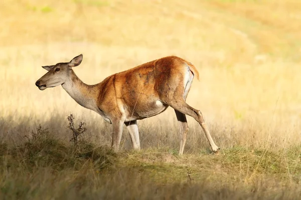 Red deer kobieta na łące — Zdjęcie stockowe