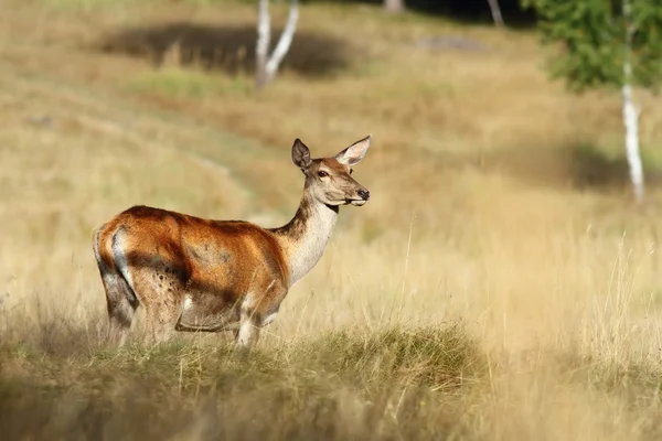 Red deer doe stojící na mýtině — Stock fotografie