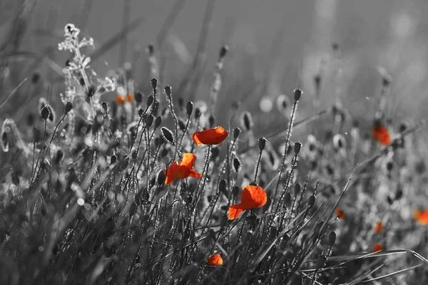 Red wild poppies — Stock Photo, Image