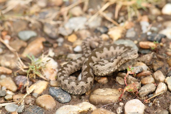 Zand viper op gravel — Stockfoto