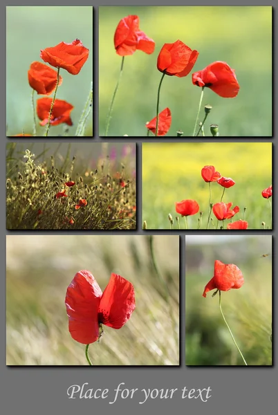 Spring postcard with red wild poppies — Stock Photo, Image
