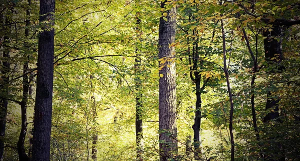 Olhar vintage de floresta bonita — Fotografia de Stock